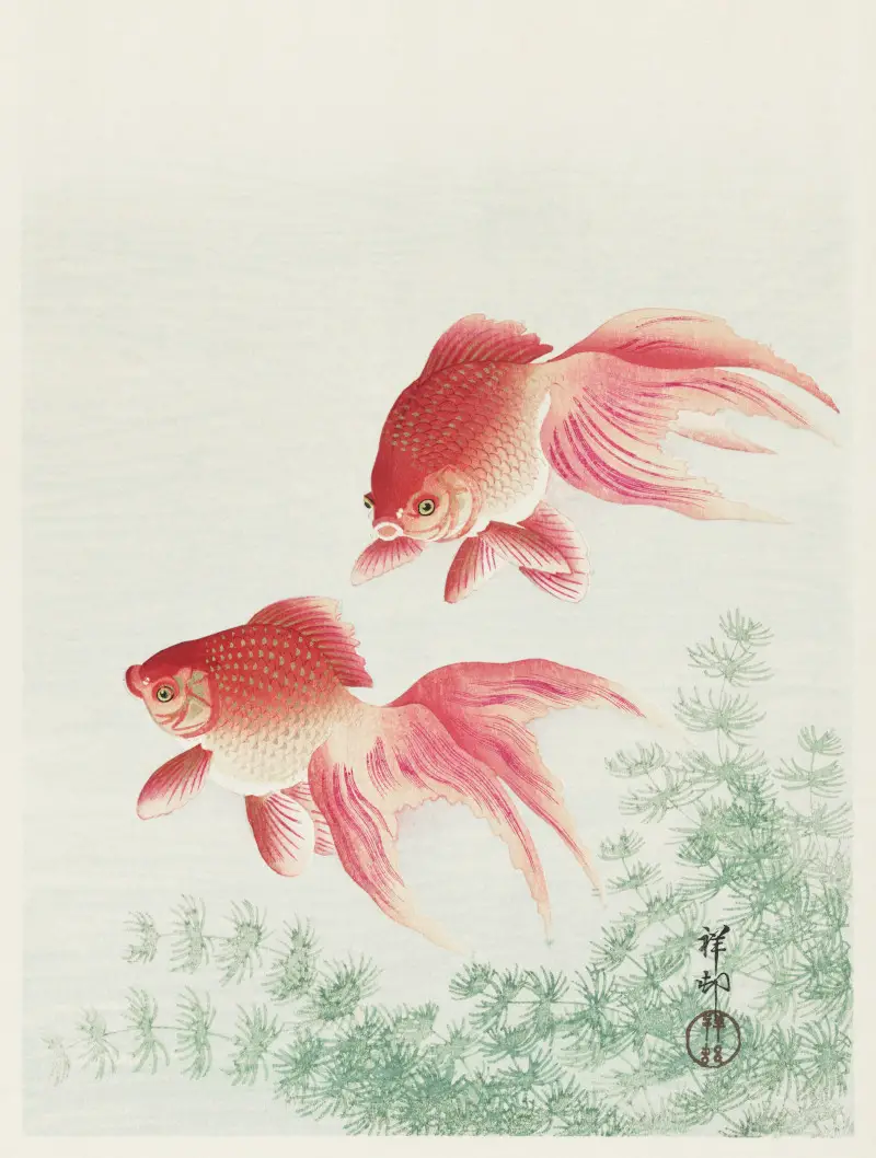 Two Veil Goldfish by Ohara Koson